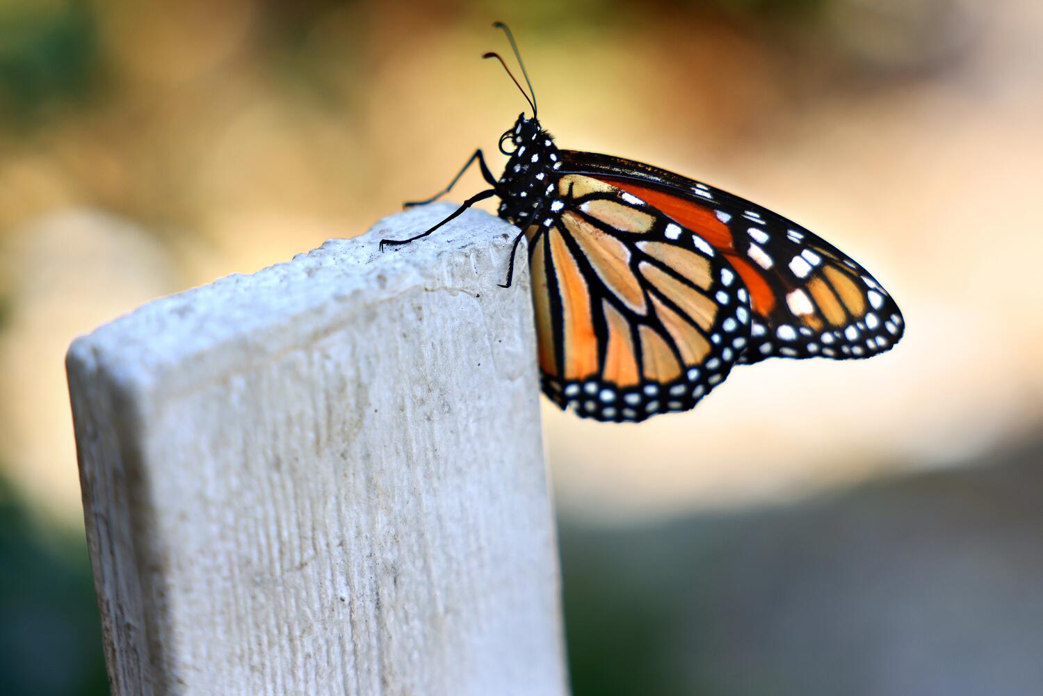 Monarch butterflies proposed for threatened species status